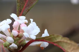Viburnum farreri ‘December Dwarf’
