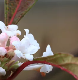 Viburnum farreri ‘December Dwarf’
