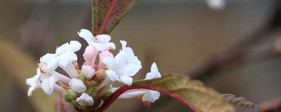 Afbeelding Viburnum farreri ‘December Dwarf’