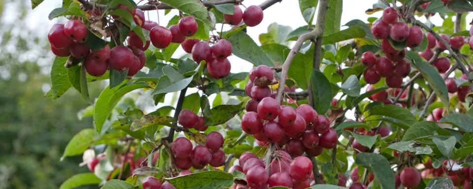 Afbeelding Malus ‘Red Sentinel’