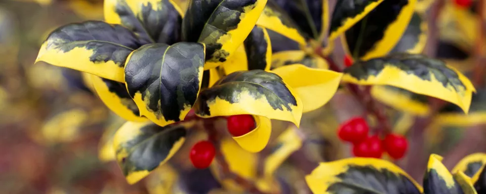 Afbeelding Ilex aquifolium ‘Golden van Tol’