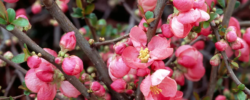 Afbeelding Chaenomeles superba ‘Pink Lady’
