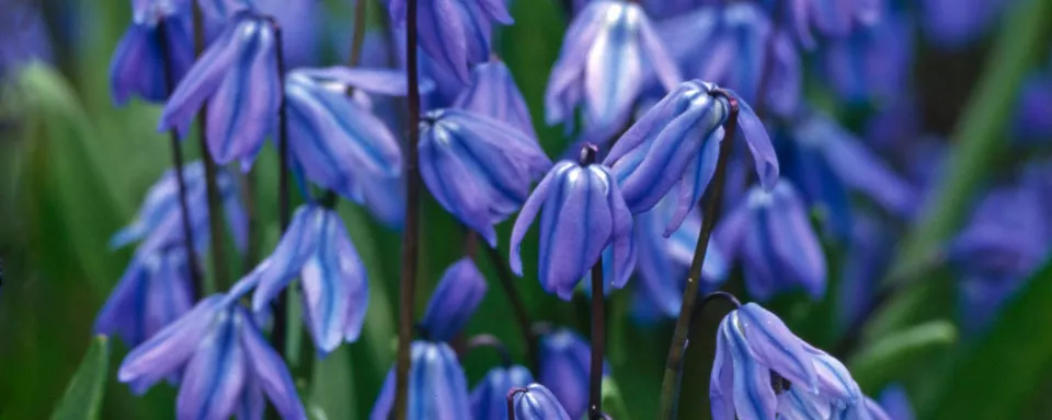 Afbeelding Scilla siberica