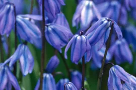 Scilla siberica