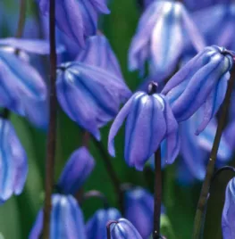 Scilla siberica