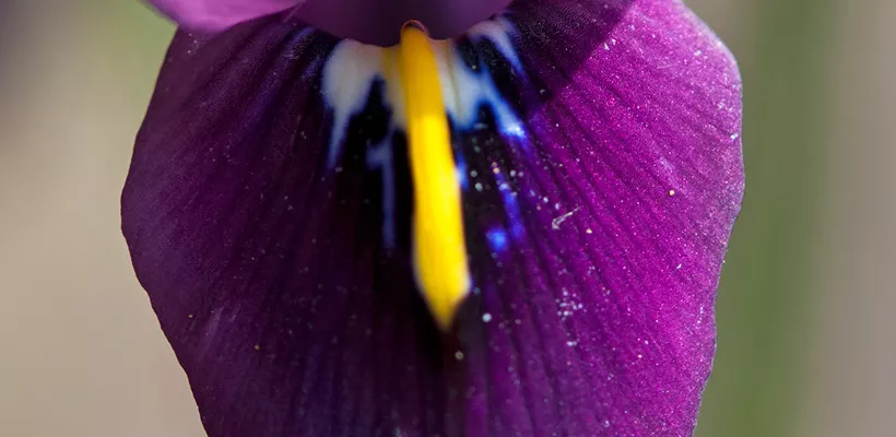 Iris histrioides ‘George’