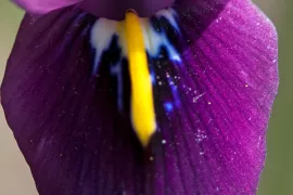 Iris histrioides ‘George’