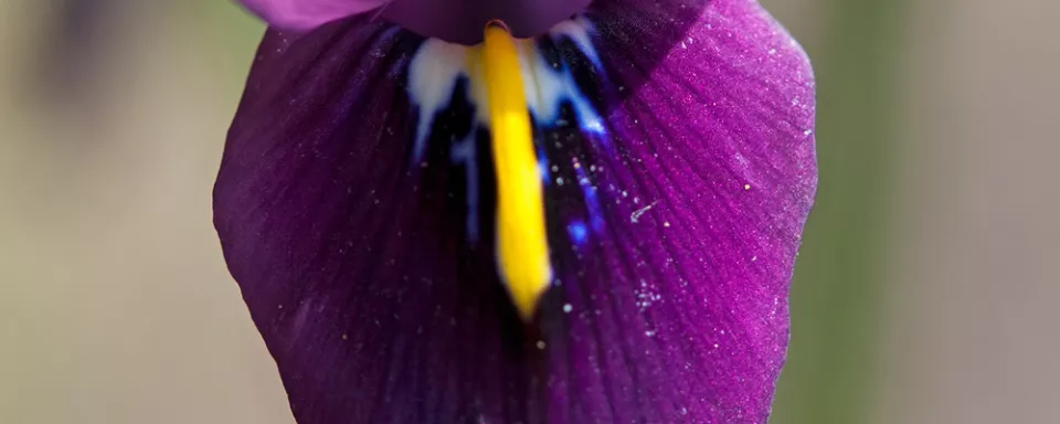 Afbeelding Iris histrioides ‘George’