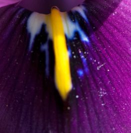 Iris histrioides ‘George’