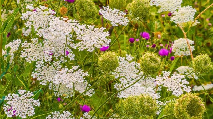 Zaaien voor een fluitenkruidgevoel: 7 schermbloemigen voor een lange zomer