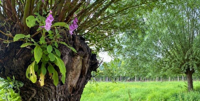 Knotwilg knotten: goed voor de boom, mooi voor de tuin