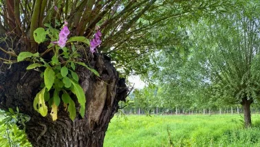 Knotwilg knotten: goed voor de boom, mooi voor de tuin