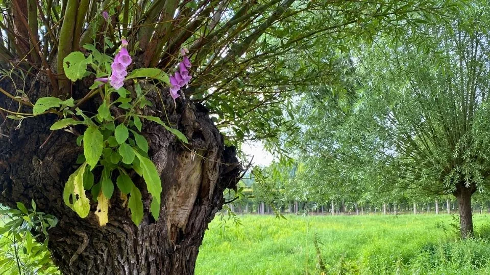 Afbeelding Knotwilg knotten: goed voor de boom, mooi voor de tuin