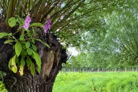 Knotwilg knotten: goed voor de boom, mooi voor de tuin