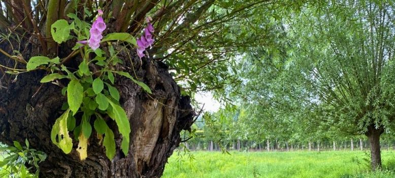 Knotwilg knotten: goed voor de boom, mooi voor de tuin