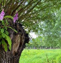 Knotwilg knotten: goed voor de boom, mooi voor de tuin