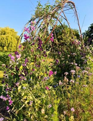 Knotwilg knotten: goed voor de boom, mooi voor de tuin