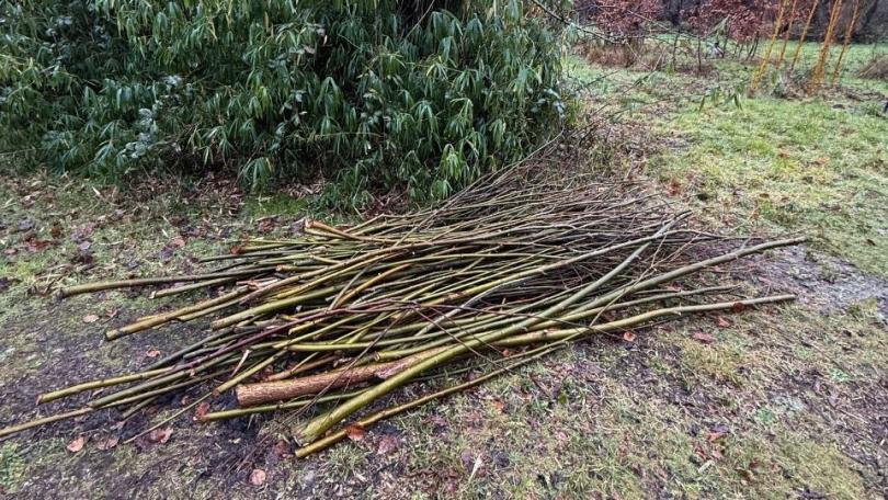 Knotwilg knotten: goed voor de boom, mooi voor de tuin