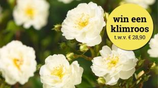 Water geven in de tuin: 11 vragen die elke tuinier heeft