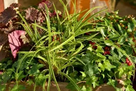 Een pot vol wintergroen: zo maak je een mooie winterbak