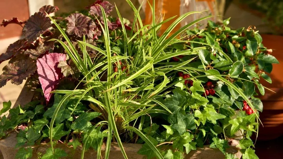 Afbeelding Een pot vol wintergroen: zo maak je een mooie winterbak