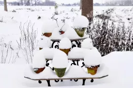 Potplanten in de vrieskou? Zo komen ze de winter door