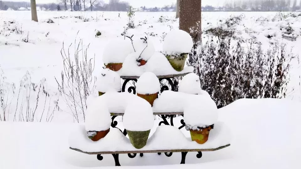 Afbeelding Potplanten in de vrieskou? Zo komen ze de winter door