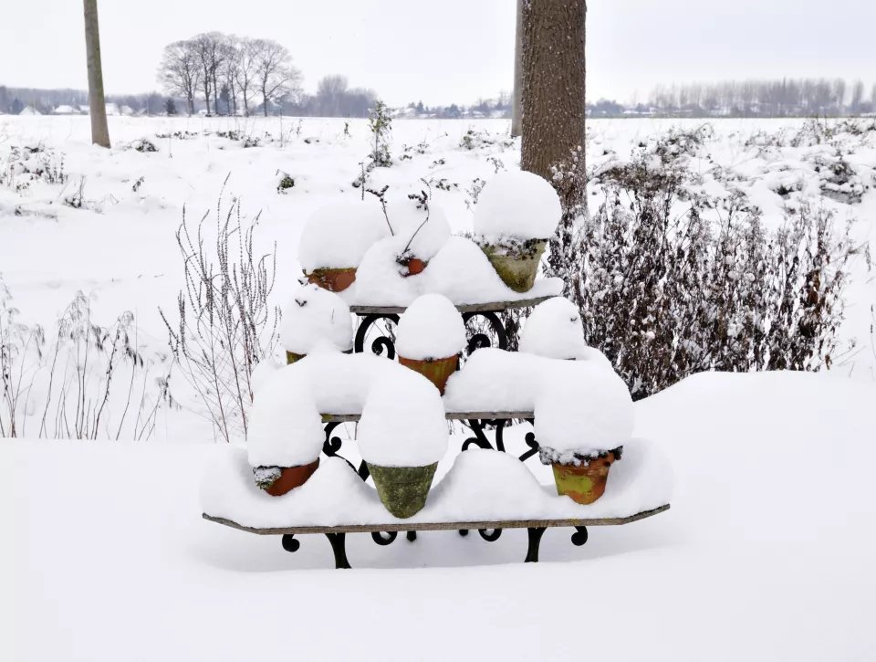 Afbeelding Planten in potten
