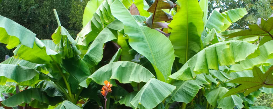 Afbeelding Winterstalling voor planten