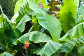 Winterstalling voor planten