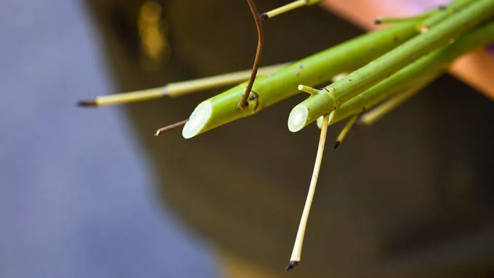 Afbeelding Niets te doen in de tuin? Maak een winterstek van kale takken