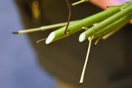 Niets te doen in de tuin? Maak een winterstek van kale takken