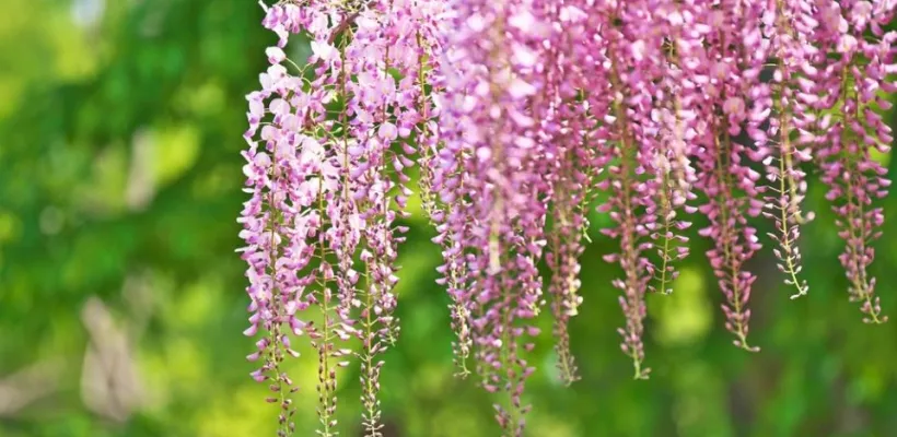 9 x wisteria: de mooiste blauweregens voor jouw tuin