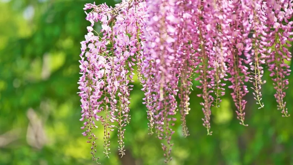 Afbeelding 9 x wisteria: de mooiste blauweregens voor jouw tuin