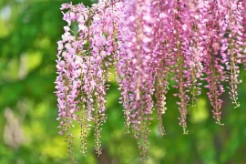 9 x wisteria: de mooiste blauweregens voor jouw tuin