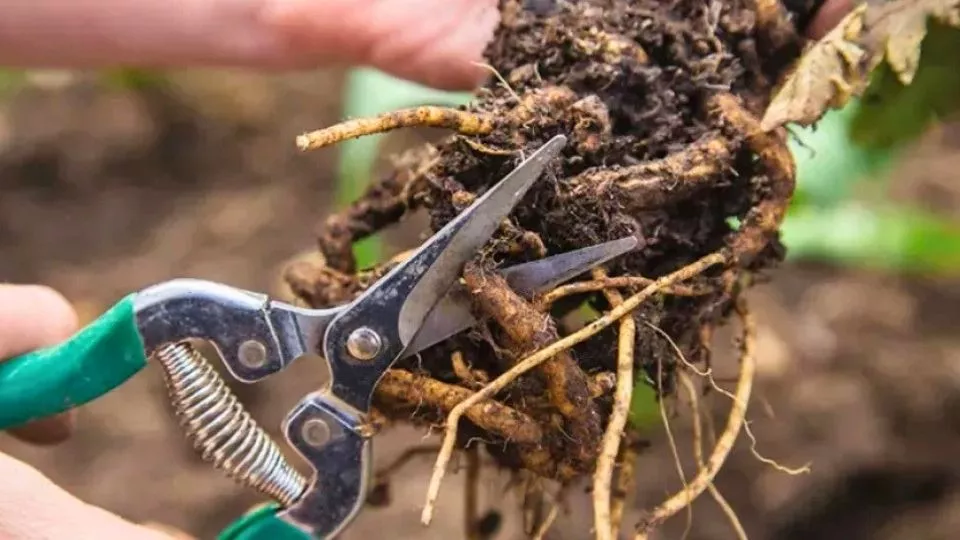 Afbeelding Maak een wortelstek: gratis nieuwe planten uit een stukje wortel