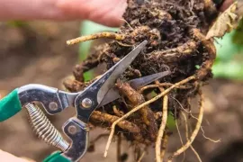 Maak een wortelstek: gratis nieuwe planten uit een stukje wortel
