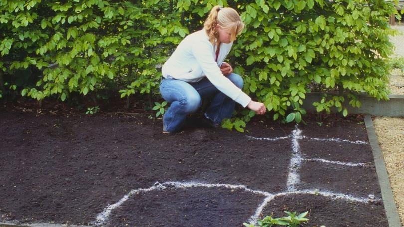 Cosmea als ster van je border: een beplantingsplan