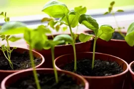 Zaailingen verzorgen en verspenen: van vensterbank tot volle grond
