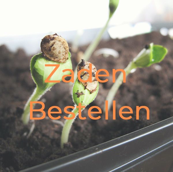 Groei header ad