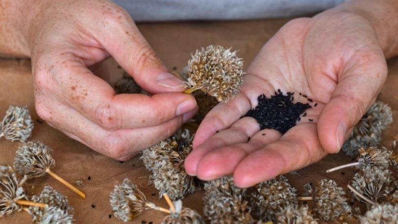 Zelf zaad winnen: zaden oogsten, schonen en bewaren