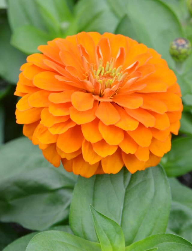 Honderden zinnia’s in één border: John zaait ze allemaal zelf