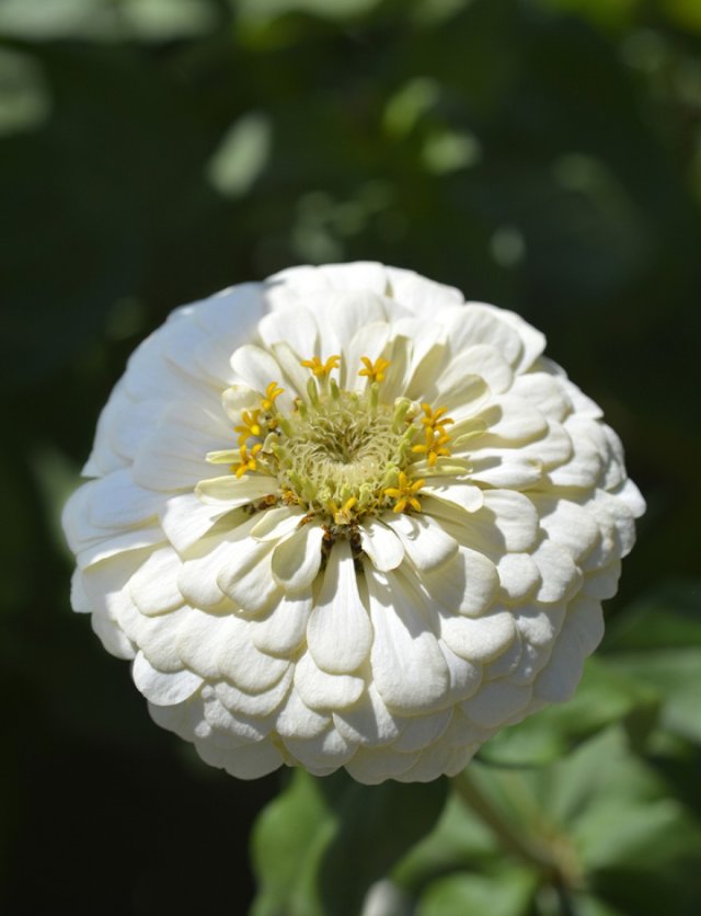 Honderden zinnia’s in één border: John zaait ze allemaal zelf