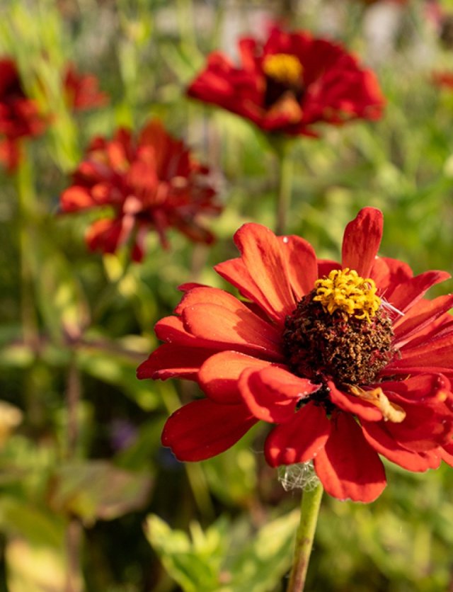 Honderden zinnia’s in één border: John zaait ze allemaal zelf