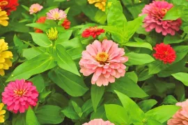 Vier makkelijke zaaiers die je tuin net wat spannender maken