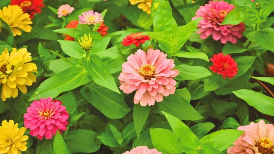 Afbeelding Vier makkelijke zaaiers die je tuin net wat spannender maken