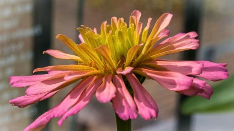 Honderden zinnia’s in één border: John zaait ze allemaal zelf