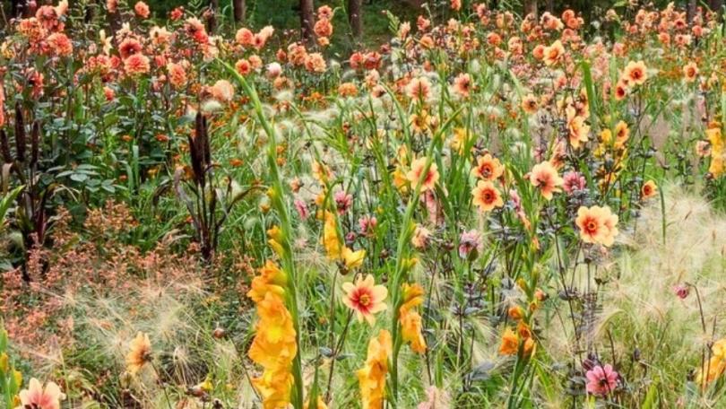 Kleur met zomerbollen: dahlia, crocosmia en gladiool