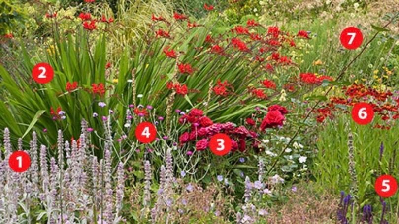 Beplantingsplan voor een zomerborder in rood