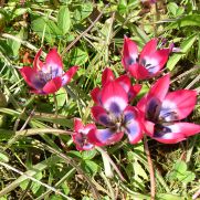 17 2 tulipa little beauty